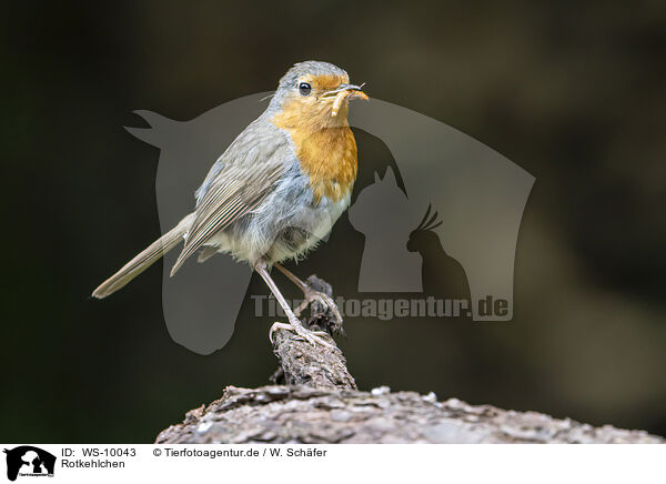 Rotkehlchen / European robin / WS-10043