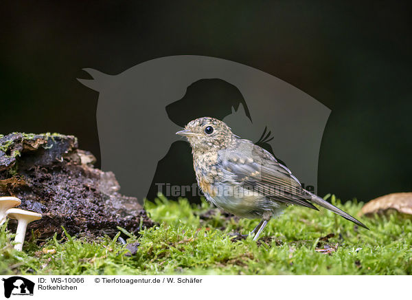 Rotkehlchen / European robin / WS-10066