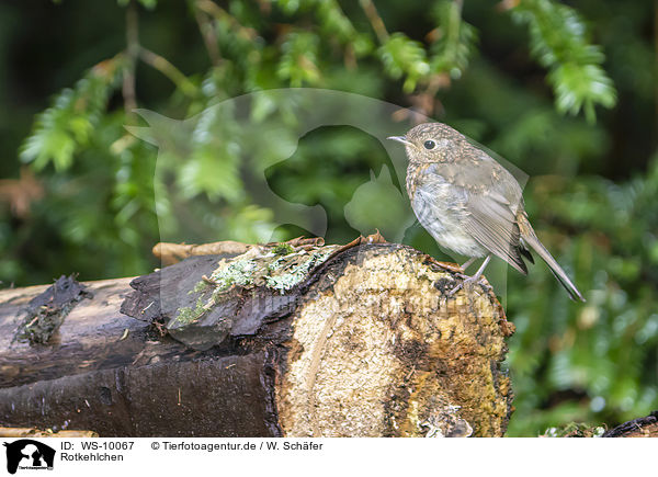 Rotkehlchen / European robin / WS-10067