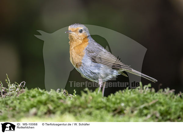 Rotkehlchen / European robin / WS-10068