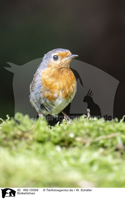 Rotkehlchen / European robin / WS-10069