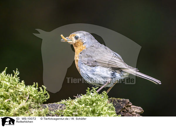 Rotkehlchen / European robin / WS-10072