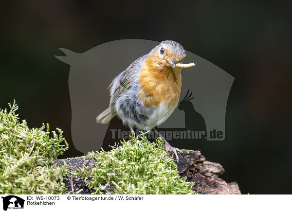 Rotkehlchen / European robin / WS-10073