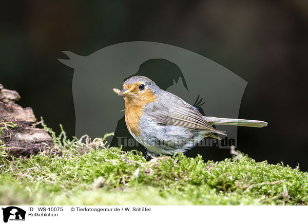 Rotkehlchen / European robin / WS-10075