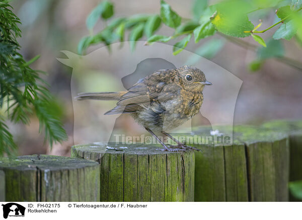 Rotkehlchen / European robin / FH-02175