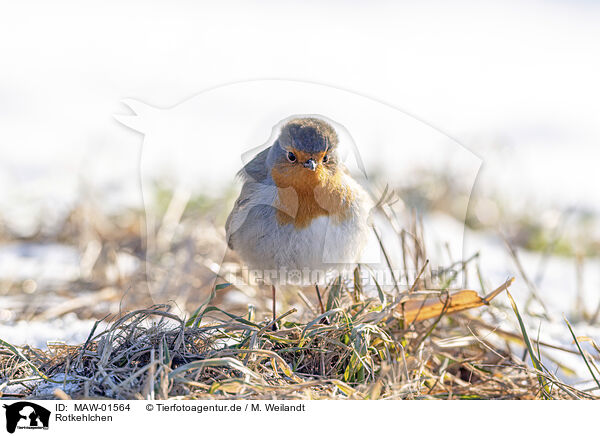 Rotkehlchen / European robin / MAW-01564