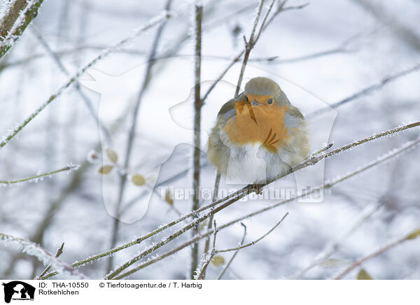 Rotkehlchen / European robin / THA-10550