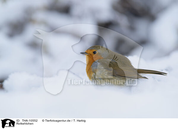 Rotkehlchen / European robin / THA-10552