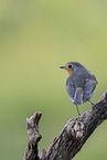 Rotkehlchen sitzt auf Baum