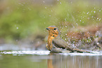 Rotkehlchen im Wasser