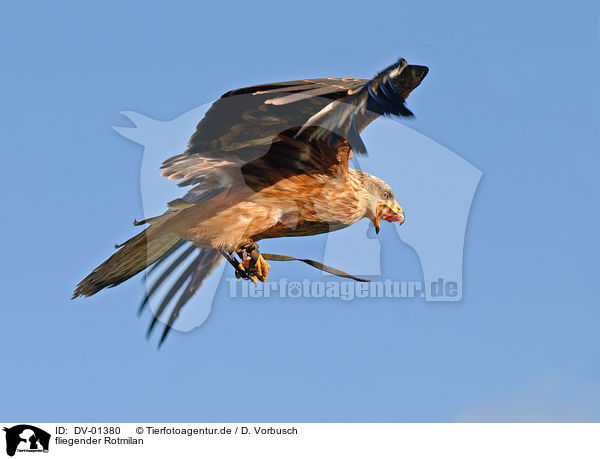 fliegender Rotmilan / flying red Kite / DV-01380