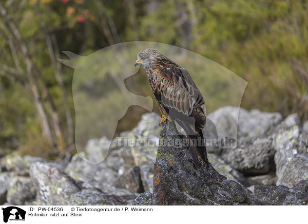 Rotmilan sitzt auf Stein / red kite sits on the stone / PW-04536