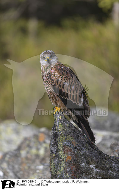 Rotmilan sitzt auf Stein / red kite sits on the stone / PW-04549