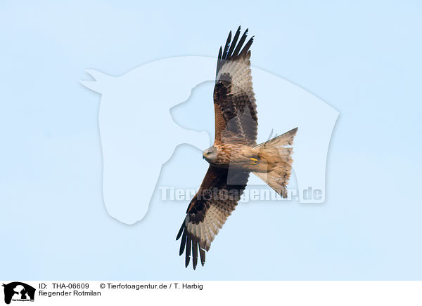 fliegender Rotmilan / flying Red Kite / THA-06609