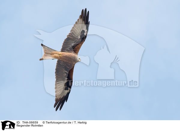 fliegender Rotmilan / flying Red Kite / THA-06659