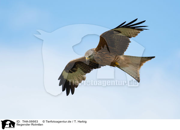 fliegender Rotmilan / flying Red Kite / THA-06663
