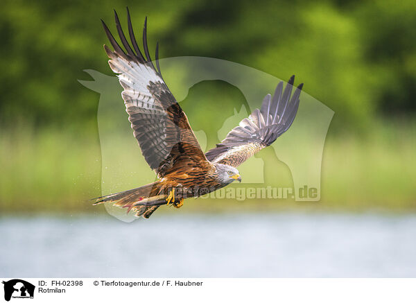 Rotmilan / red kite / FH-02398