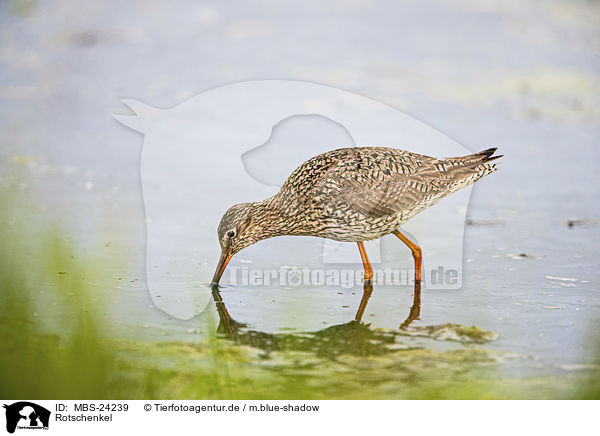 Rotschenkel / Redshank / MBS-24239