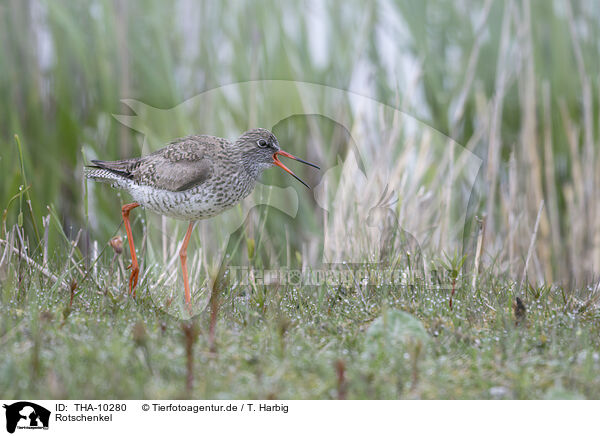 Rotschenkel / common redshank / THA-10280