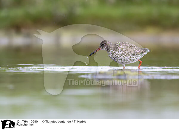 Rotschenkel / common redshank / THA-10680