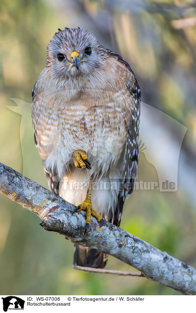 Rotschulterbussard / red-shouldered hawk / WS-07006