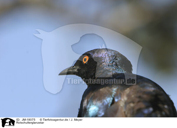 Rotschulterglanzstar / red-shouldered glossy starling / JM-18075