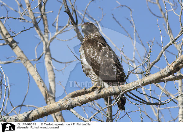 sitzender Rotschwanzbussard / sitting Red-tailed Hawk / FF-09519