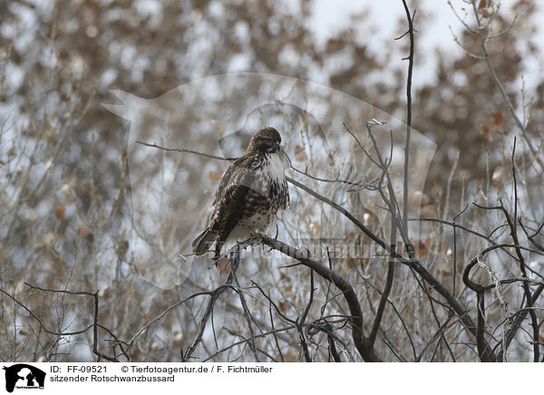 sitzender Rotschwanzbussard / sitting Red-tailed Hawk / FF-09521