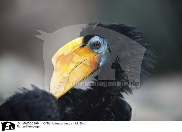 Runzelhornvogel / wrinkled hornbill / MAZ-06199