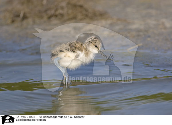 Sbelschnbler Kken / Pied avocet fledgling / WS-01908