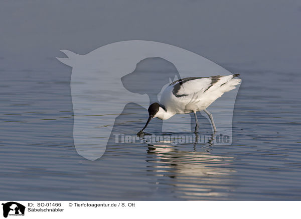 Sbelschnbler / pied avocet / SO-01466