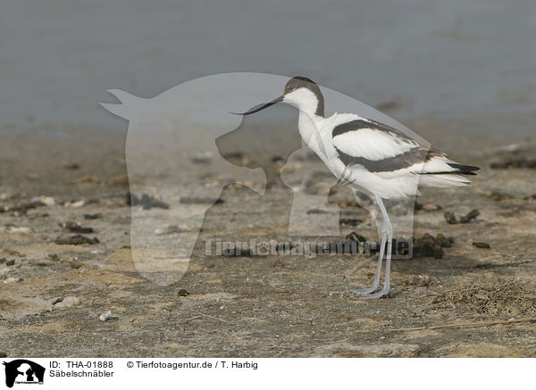 Sbelschnbler / pied avocet / THA-01888