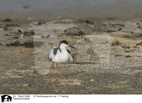 Sbelschnbler / pied avocet / THA-01889