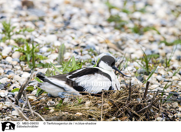 Sbelschnbler / pied avocet / MBS-09650