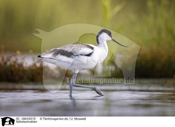 Sbelschnbler / avocet / UM-03515