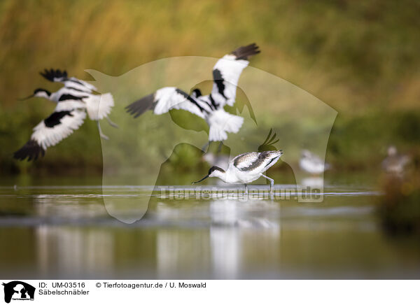 Sbelschnbler / avocet / UM-03516