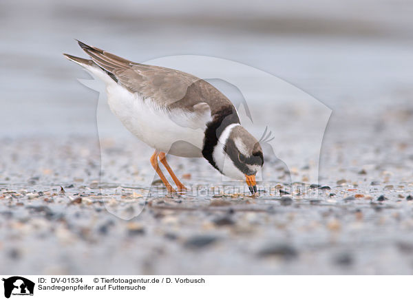 Sandregenpfeifer auf Futtersuche / Common Ringed Plover / DV-01534