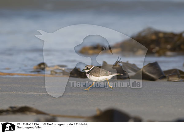 Sandregenpfeifer / common ringed plover / THA-03134