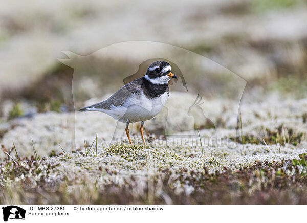 Sandregenpfeifer / common ringed plover / MBS-27385