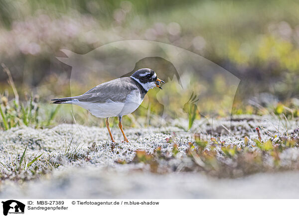 Sandregenpfeifer / common ringed plover / MBS-27389