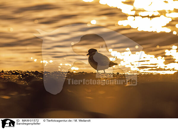 Sandregenpfeifer / common ringed plover / MAW-01572