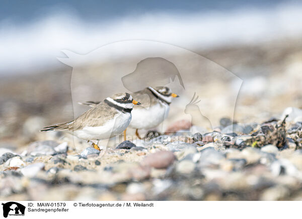 Sandregenpfeifer / common ringed plover / MAW-01579