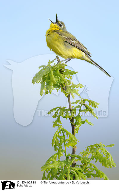 Schafstelze / yellow wagtail / DV-02738