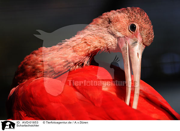 Scharlachsichler / scarlet ibis / AVD-01853