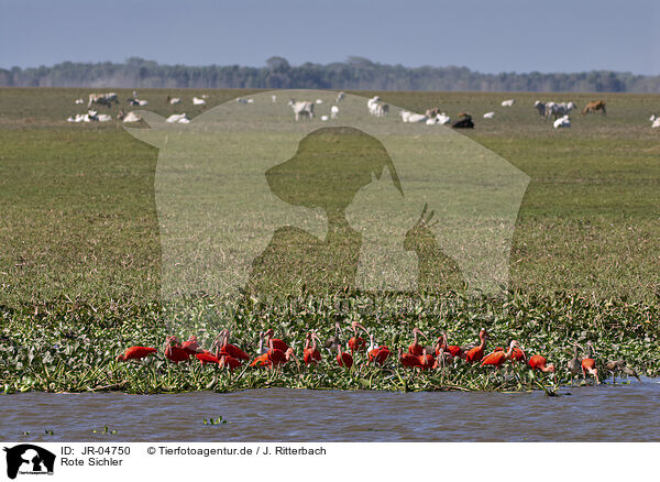 Rote Sichler / Scarlet Ibis / JR-04750