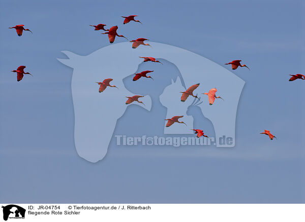 fliegende Rote Sichler / flying Scarlet Ibis / JR-04754