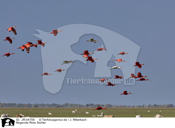 fliegende Rote Sichler / flying Scarlet Ibis / JR-04758
