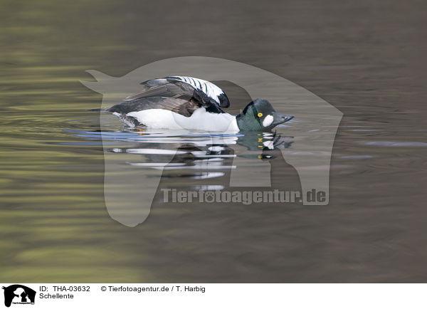 Schellente / common goldeneye duck / THA-03632