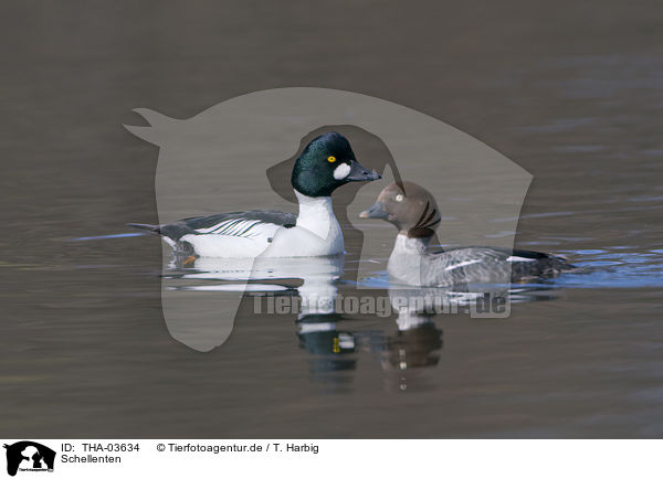 Schellenten / common goldeneye ducks / THA-03634