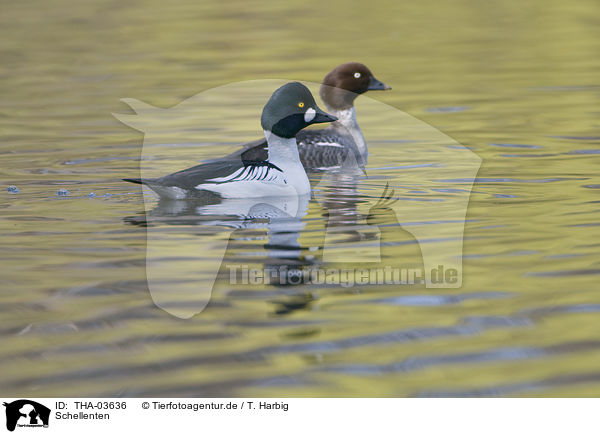 Schellenten / common goldeneye ducks / THA-03636